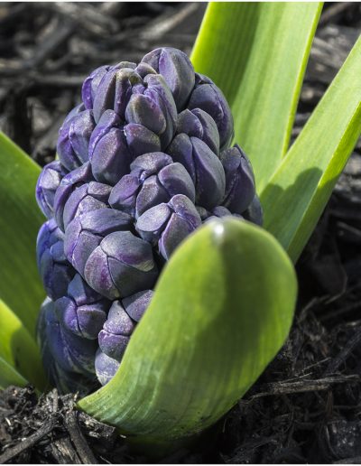 AprMy Favorite PhotosGary EdwardsBudding Grape Hyacinth