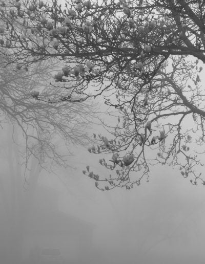 AprMy Favorite PhotosJoe KosirowskiMorning Fog
