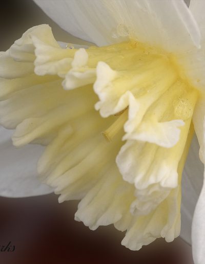 AprMy Favorite PhotosSheri SparksDancing Daffodil