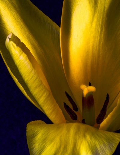 AprMy Favorite PhotosSue BaronYellow Tulip