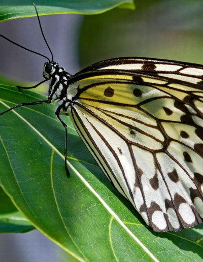 AugMfpJody BennettPaper Kite Butterfly