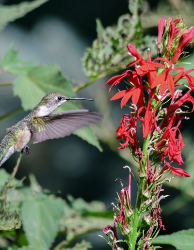 AugPassionSue BaronCardinal Flower and Hummingbird