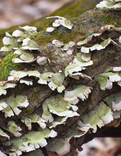 DecYour Favorite PhotoJoe KosirowskiWoodland Fungi