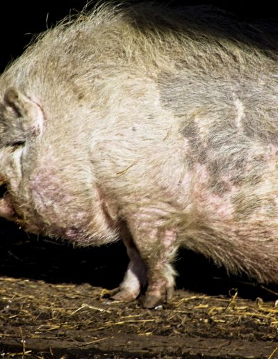 JanSafe House FarmArt HughesVitnamese Pot Belly Pig