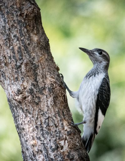JulMfpSue BaronRed Headed Juvenile Woodpecker