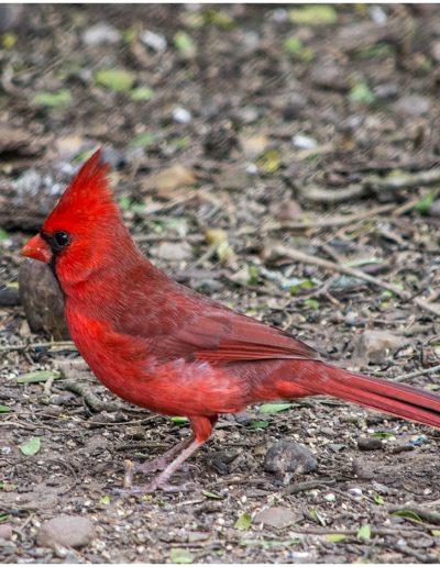MarMfpGary EdwardsMale Cardinal