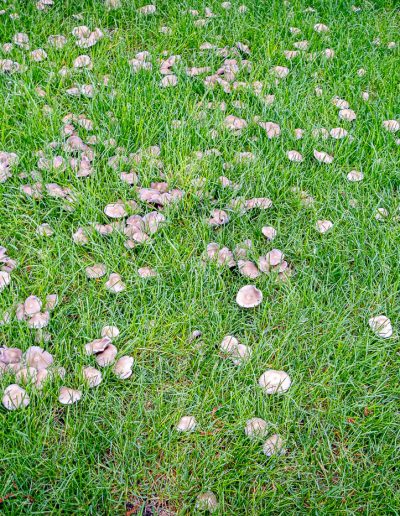 May © John RouseExploding Mushroom Patch