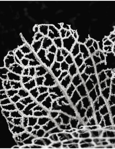 MayMy Favorite PhotosGary EdwardsHydrangea Leaf Skeleton