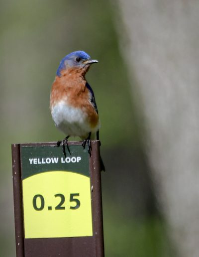 MayPassionSue BaronBluebird on the Yellow Loop