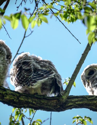 MayPassionSue BaronThree Barred Owls