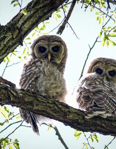MayPassionSue BaronTwo Barred Owls