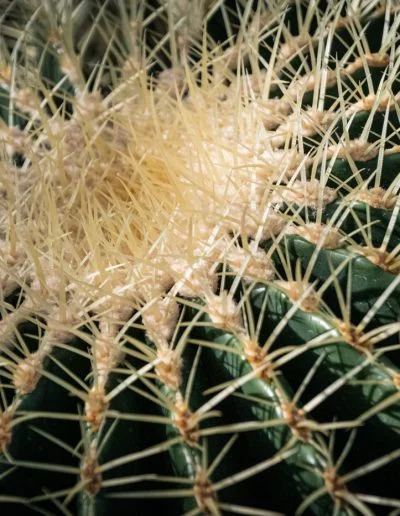 NovDomesSue BaronBarrel Cactus