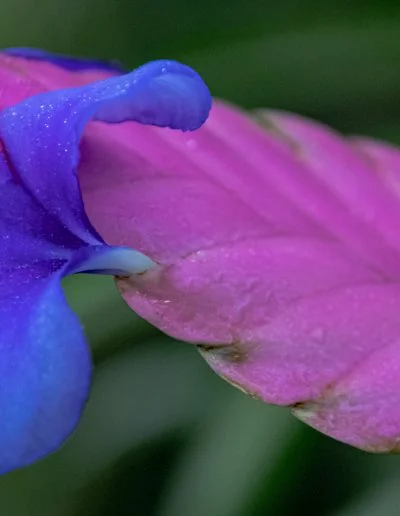 NovDomesSue BaronTropical Flower