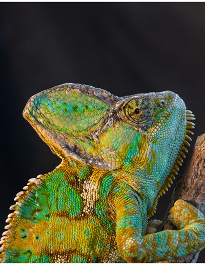 NovYour Favorite PhotoGary EdwardsVeiled Chameleon
