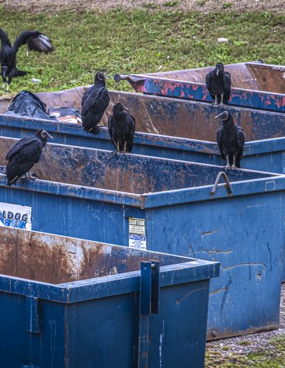OctFavoriteJohn RouseBlack Vultures at Refuge Containers