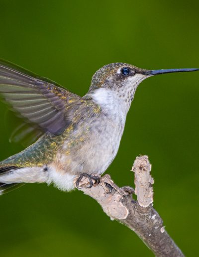 SepMfpMike TrahanFemale Ruby throated Hummer