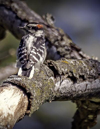 SepRyersonAnthony RomaDowny Woodpecker