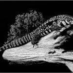 Gary EdwardsSouth American Tegu Lizard