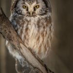 Karolyn BerkielBoreal Owl Portrait
