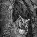 Karolyn BerkielEastern Screech Owl in Tree Cavity