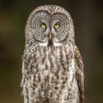 Karolyn BerkielGreat Grey Owl Portrait