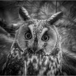 Karolyn BerkielLong Ear Owl Portrait