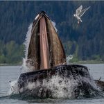 Karolyn BerkielLunge Feeding Humpback Whale