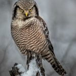 Karolyn BerkielNorthern Hawk Owl Perch