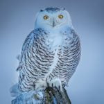 Karolyn BerkielSnowy Owl on Winter Perch