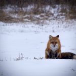 Kate ScottRed Fox in the Snow