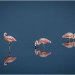 Mike TrahanPeaceful Flamingos