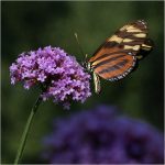 Sheri SparksIsabella Tiger Butterfly