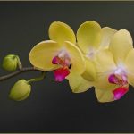 Sheri SparksYellow Phalaenopsis Orchid