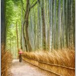 Sue MatsunagaA Walk in the Bamboo Woods