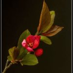Sue MatsunagaCrabapple Blossom
