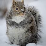 Bob KruzicSnow Squirrel