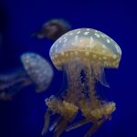 Gary EdwardsAustralian Aspotted Jellyfish