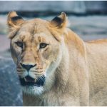 Gary EdwardsCurious Lioness