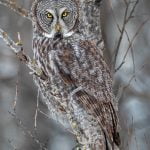 Karolyn BerkielGreat Grey Owl