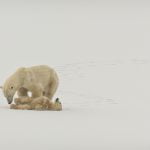 Kate ScottPolar Moment on the Tundra