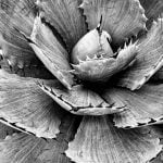 Kate Scott Butterfly Agave