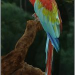 Sheri Sparks Scarlet Macaw