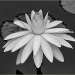 Sheri Sparks White Water Lily