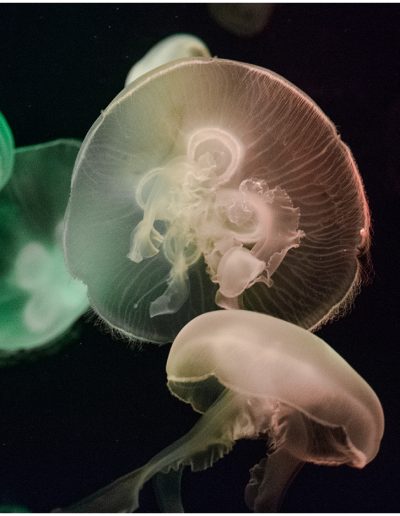 Water World of Jellyfish