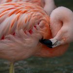 Kate ScottPink Flamingo Preen