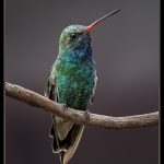 Liz Rose FisherBroad billed Hummingbird