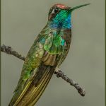 Tim ElliottRivolis Hummingbird