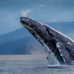 Karolyn Berkiel Humpback whale rising from the ocean 8