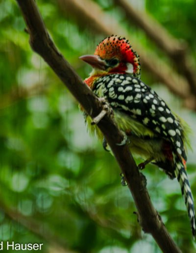 Harold Hauser RED HEDDED WOODPECKER