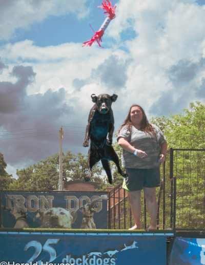 Harold Hauser black dog fly 5388